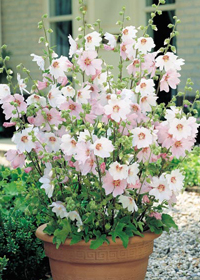 Lavatera thuringiaca 'Baby Barnsley'